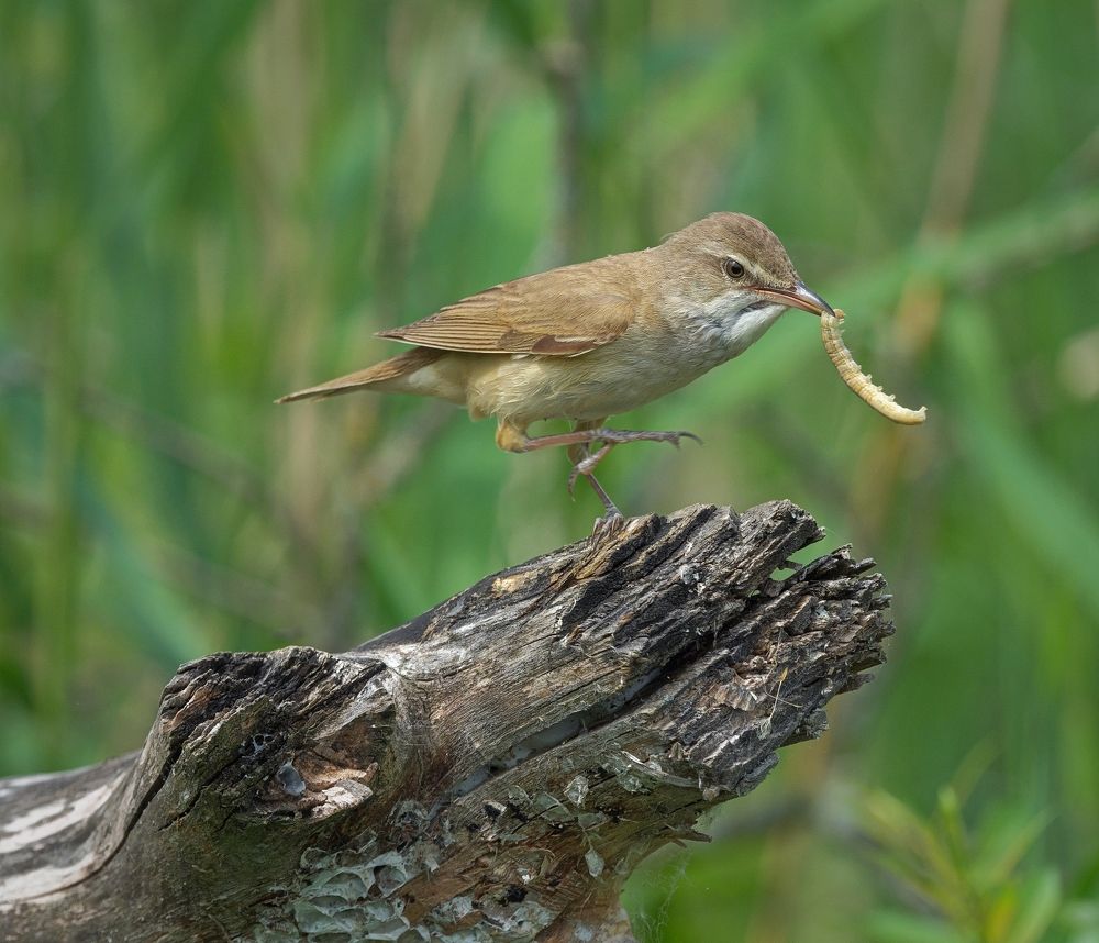 Пляска с добычей