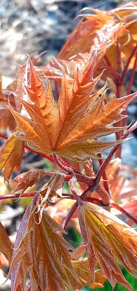 Photograph by Евгения Ульянова