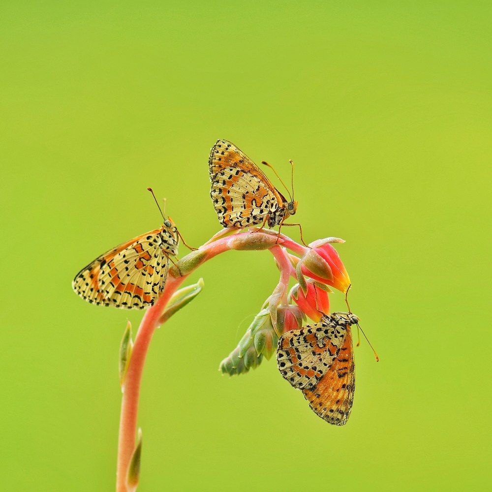 Photograph by Nurşin Erçetin