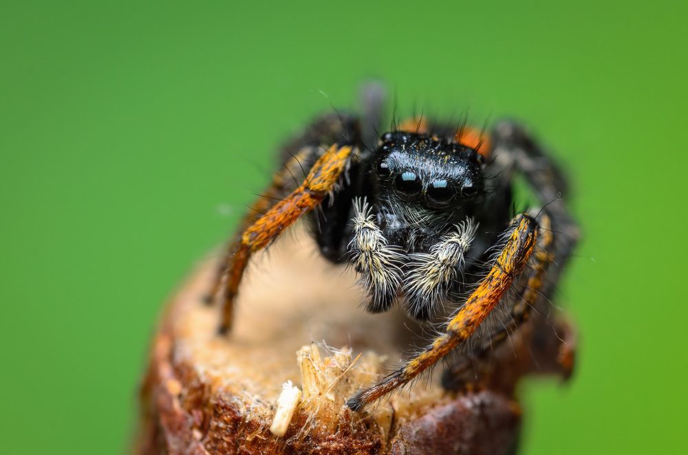 Фотография автора Сергей Чебанов
