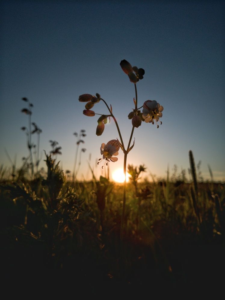 Летний вечер