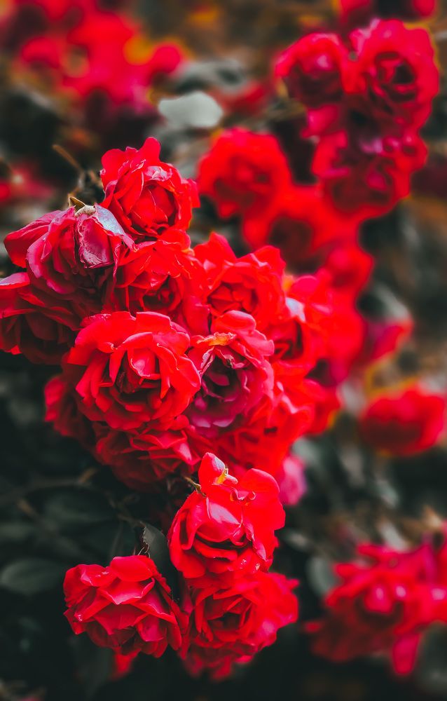 Photograph by Екатерина Алимова