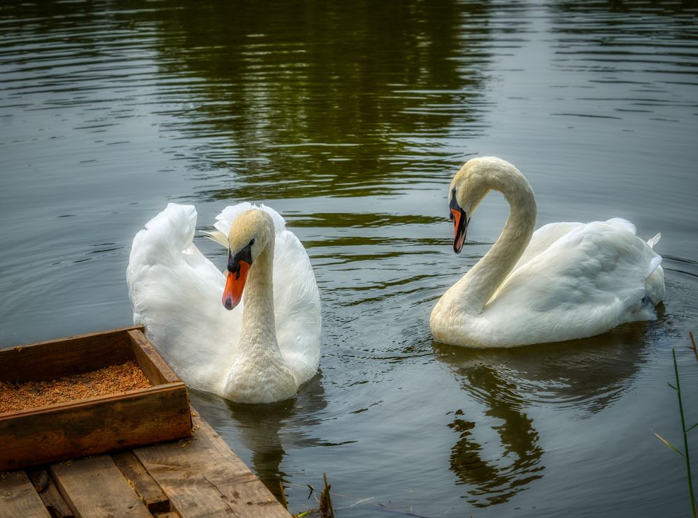 Photograph by Владимир Кваша