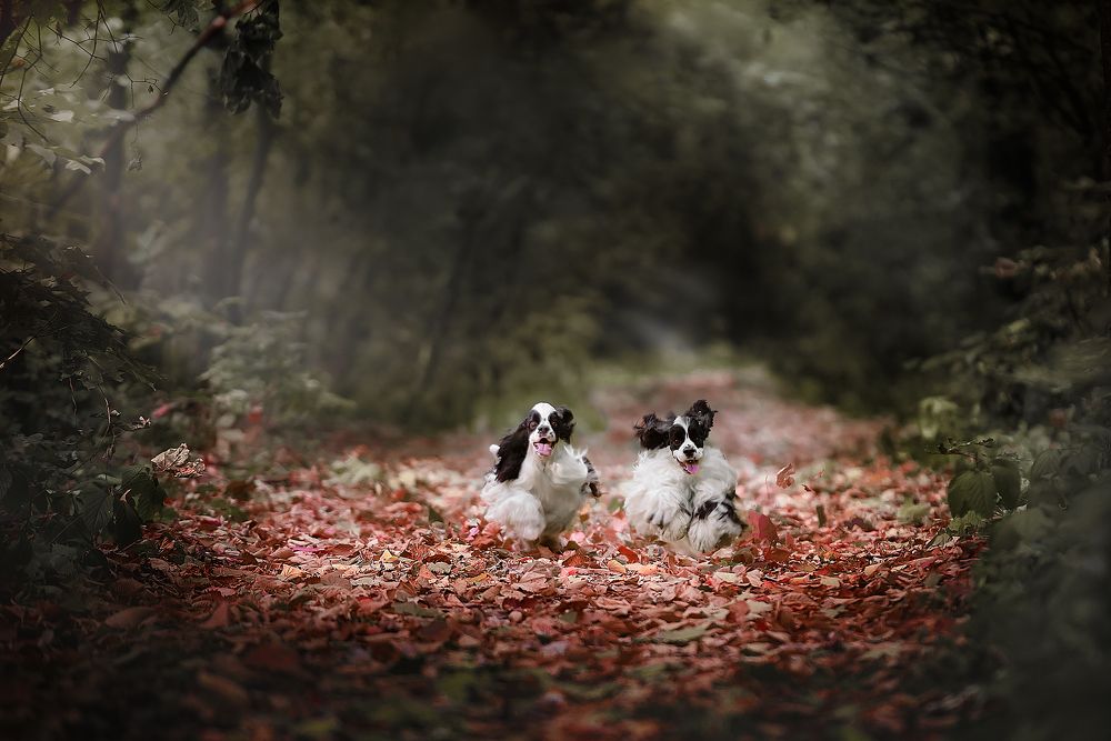 Photograph by Виталий Черняховский