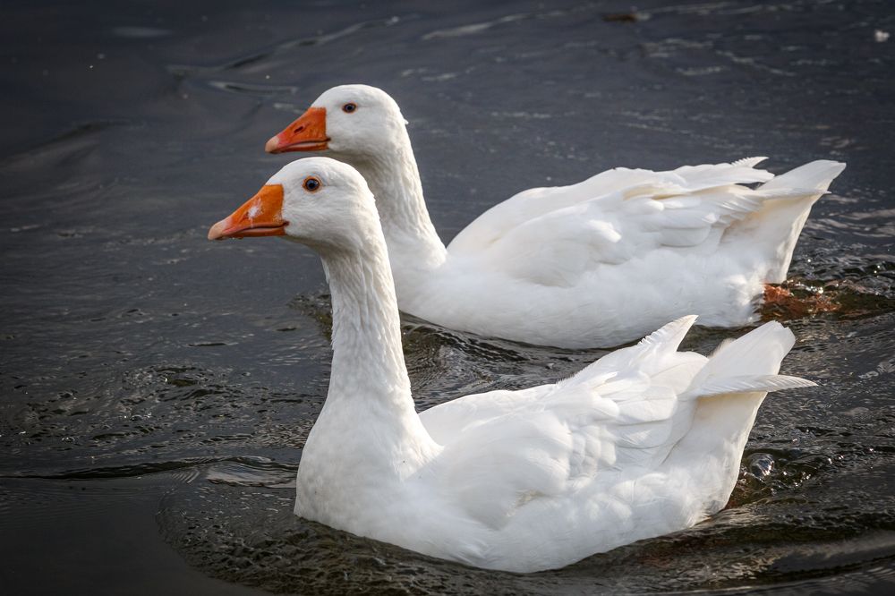 Фотография автора Вострецов Иван
