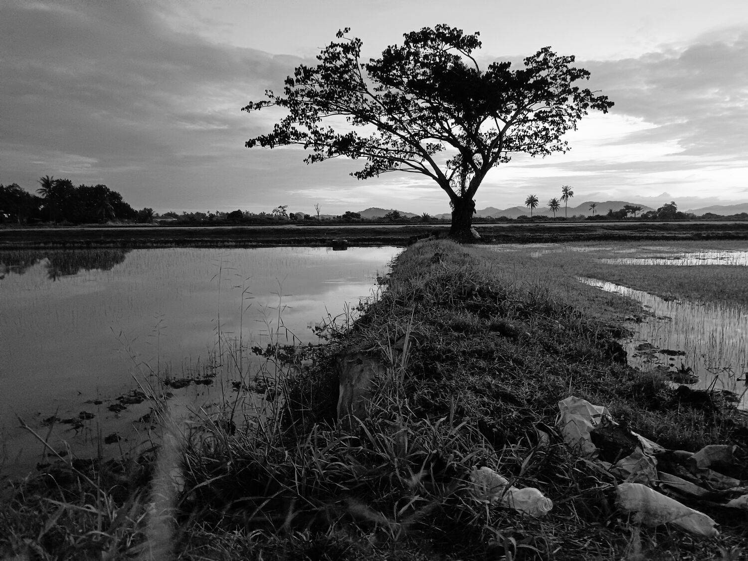 Photo #7753885