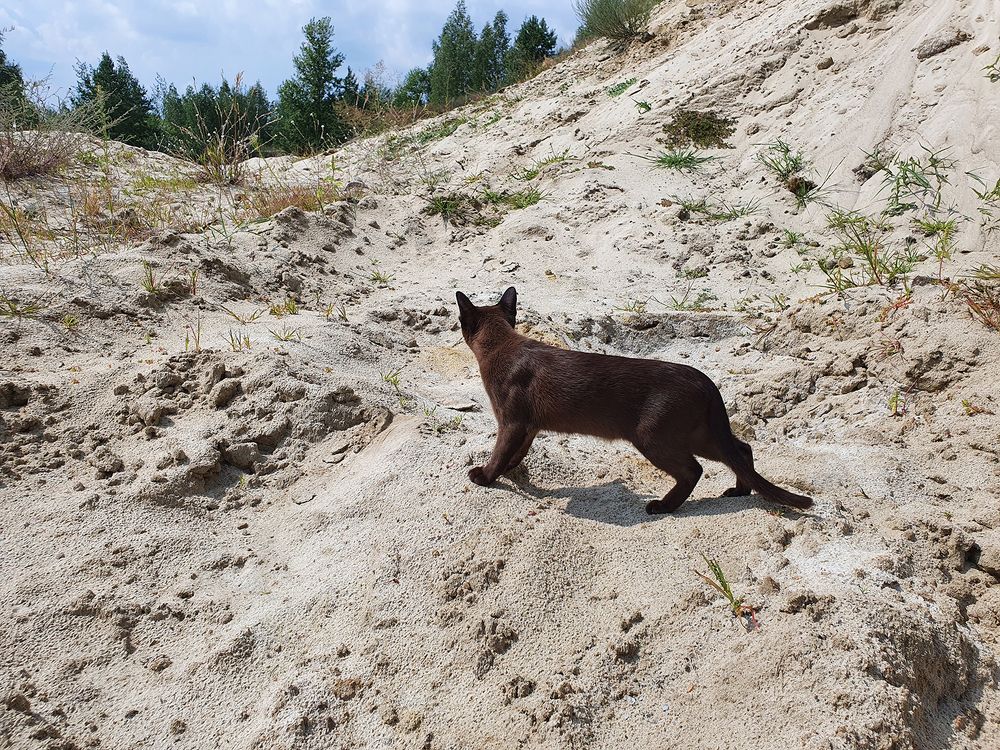 Фотография автора Надежда Лисицына