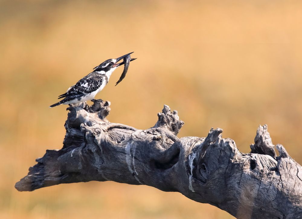 Photograph by THEODORE MATTAS