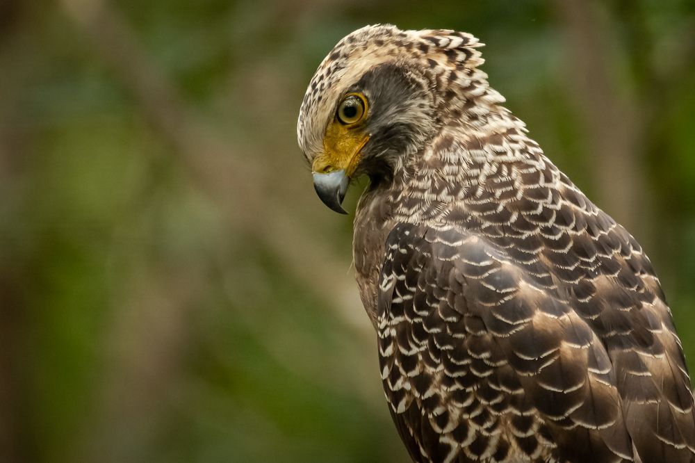 Photograph by Sampath Perera