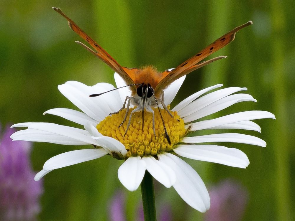 Photograph by Олег Тетерин