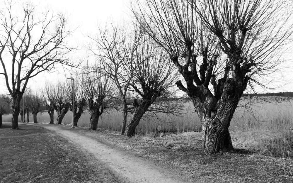 дорога у моря