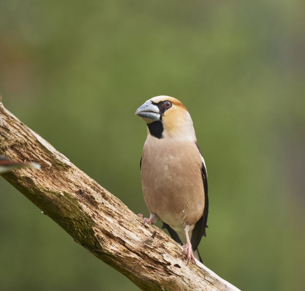 Photograph by Peter Hrubovsky