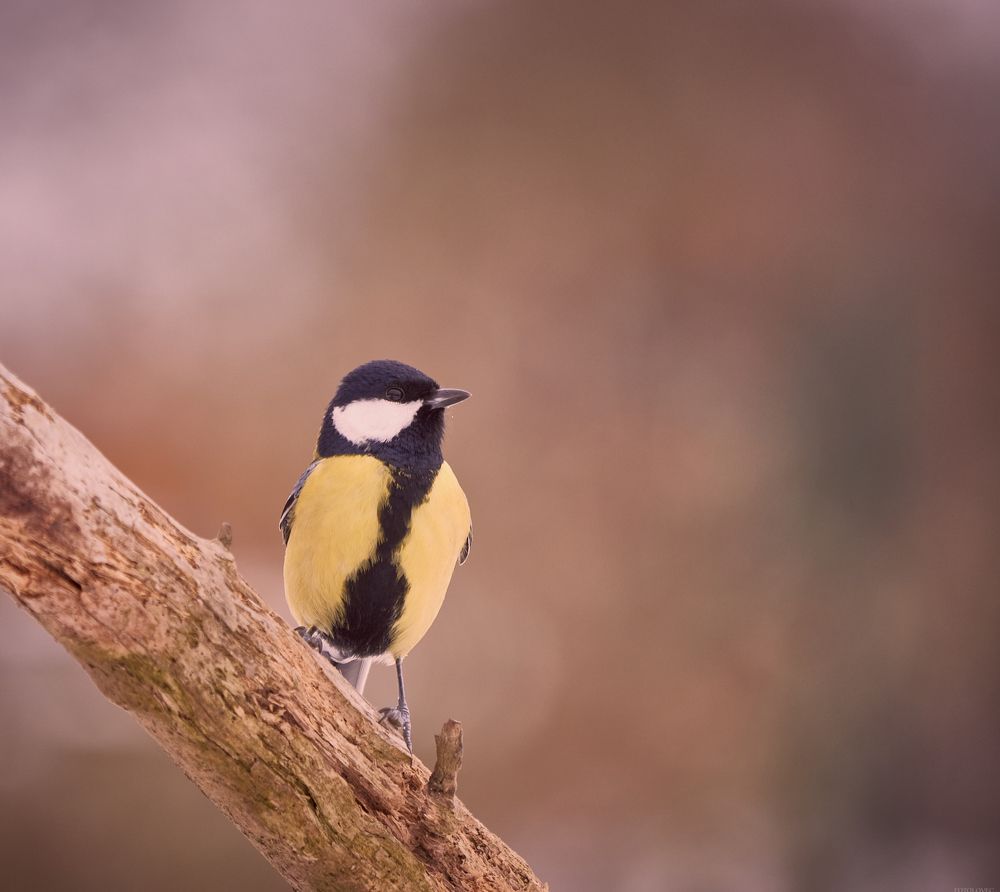 Photograph by Peter Hrubovsky