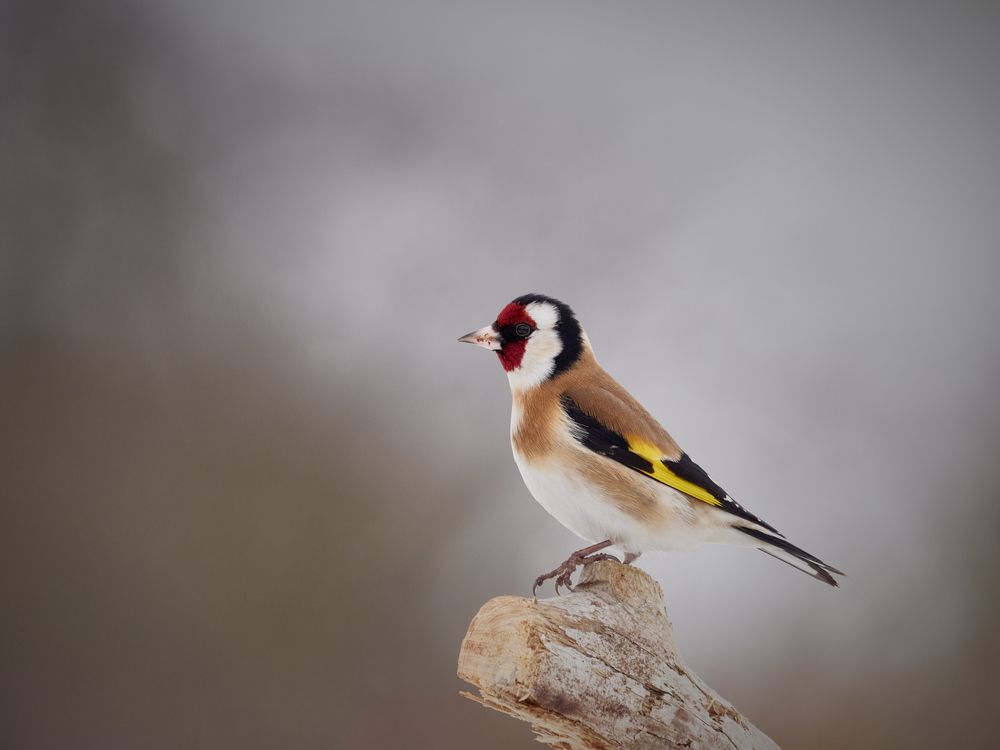 Photograph by Peter Hrubovsky