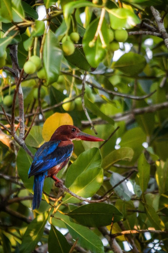 Photograph by Mohd Ezzat Moh Rasjid