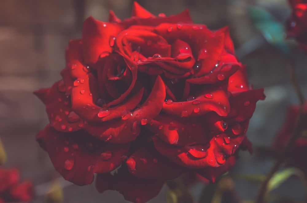 Photograph by Дмитрий Педченко