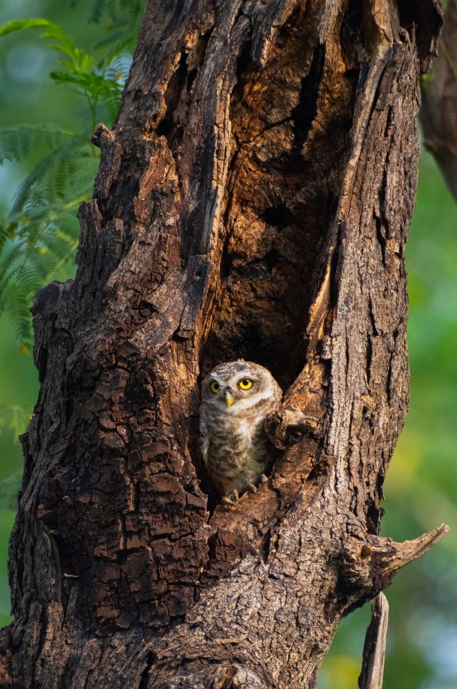 Spotted Owlet