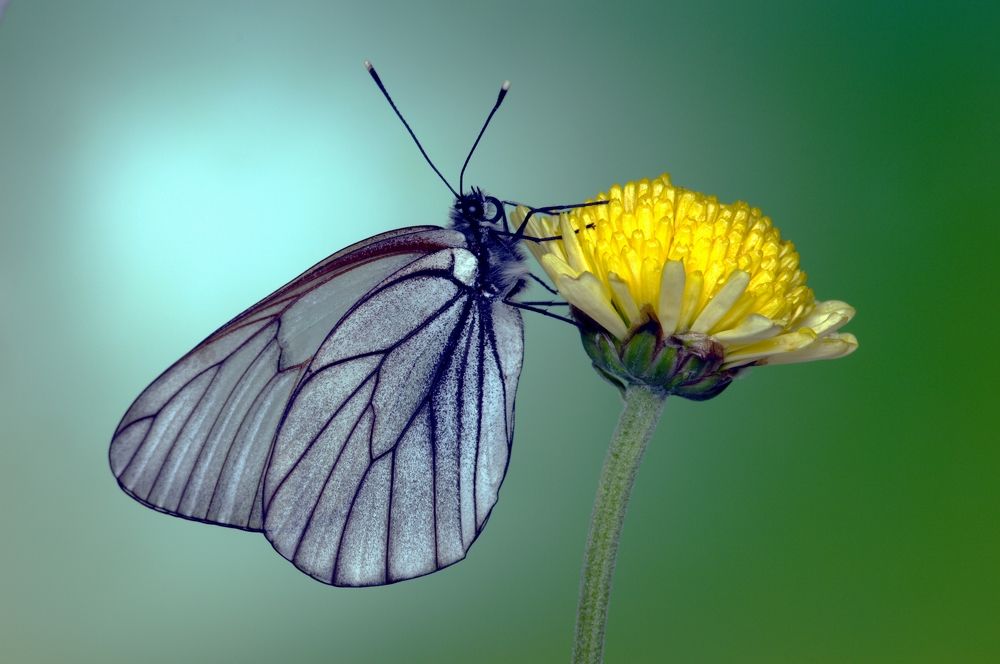 Боярышница на цветке