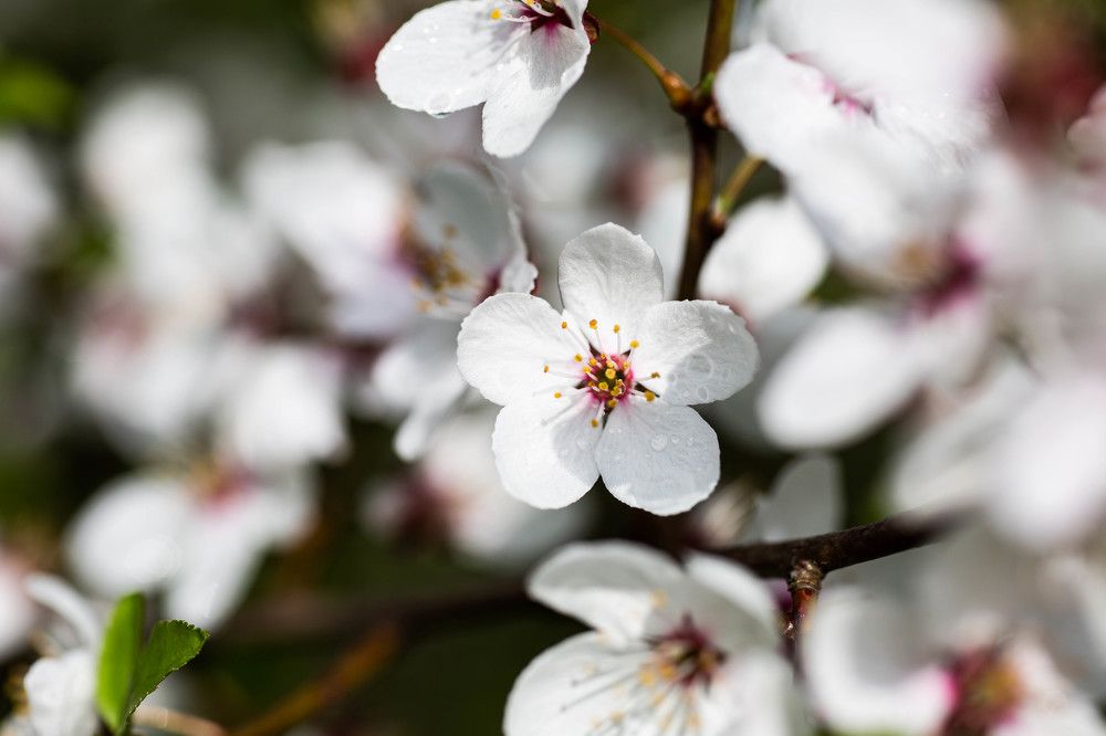 Фотография автора Ирина Гентош