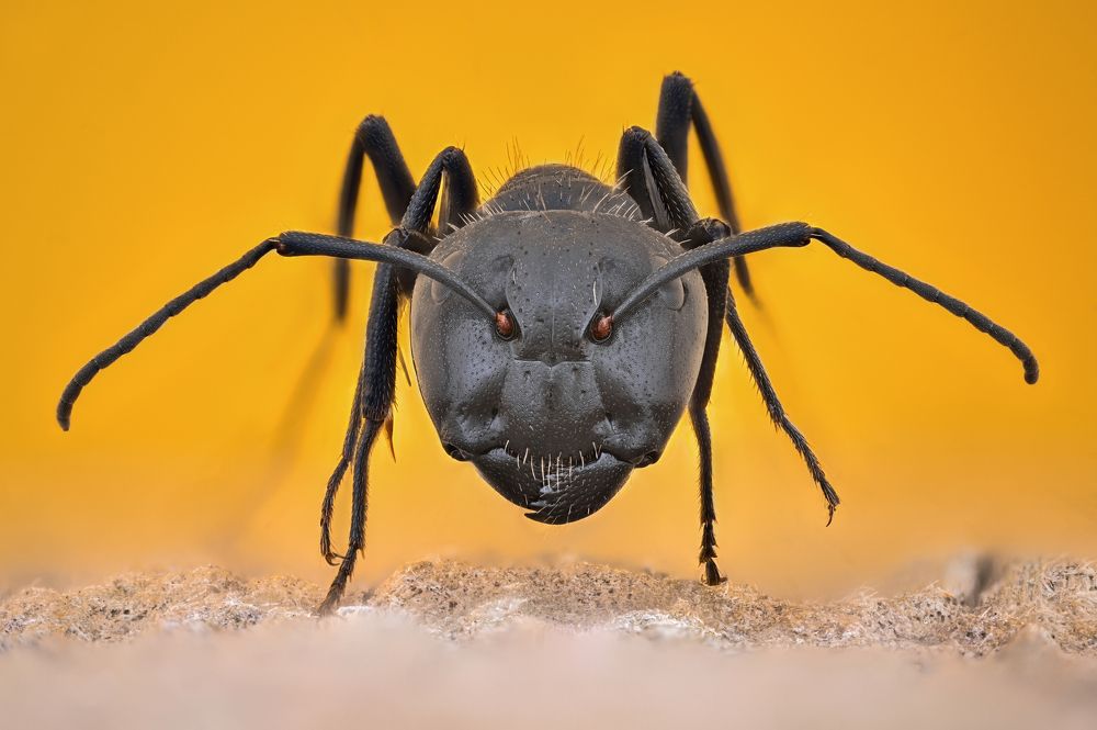 Photograph by Tsvetan Ganev