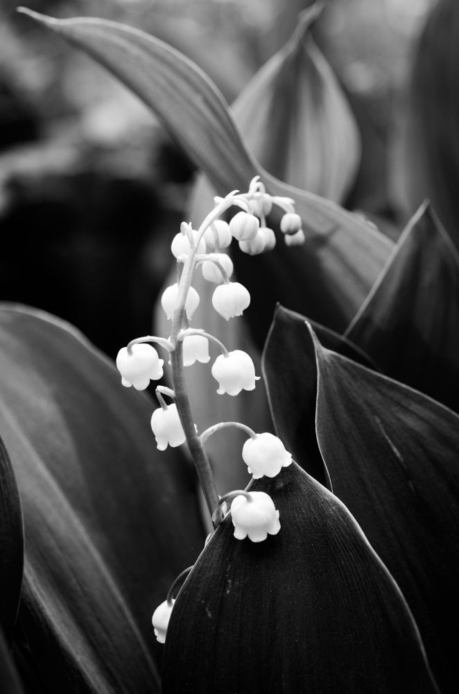 Photograph by Анастасия Кашенко