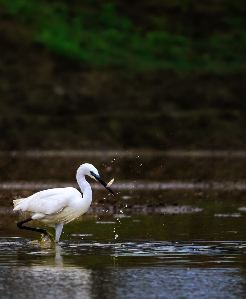 Фотография автора Kuramana Ashok Kumar