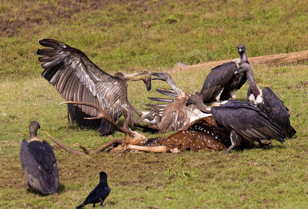 White-rumped Vulture with spotted deer carcass