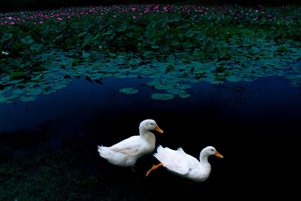 Photograph by Karthikeyan Balakrishnan