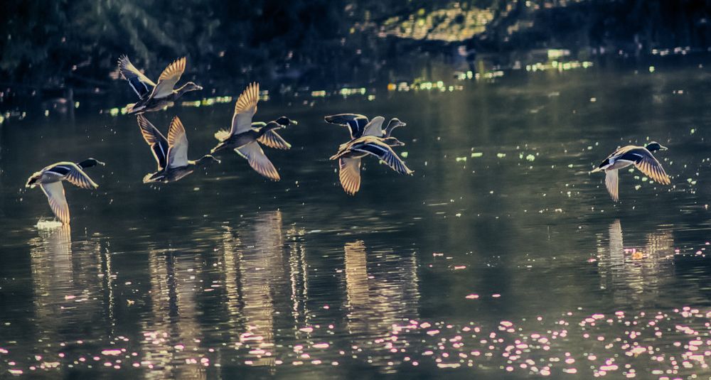 Photograph by Александр Вольхин