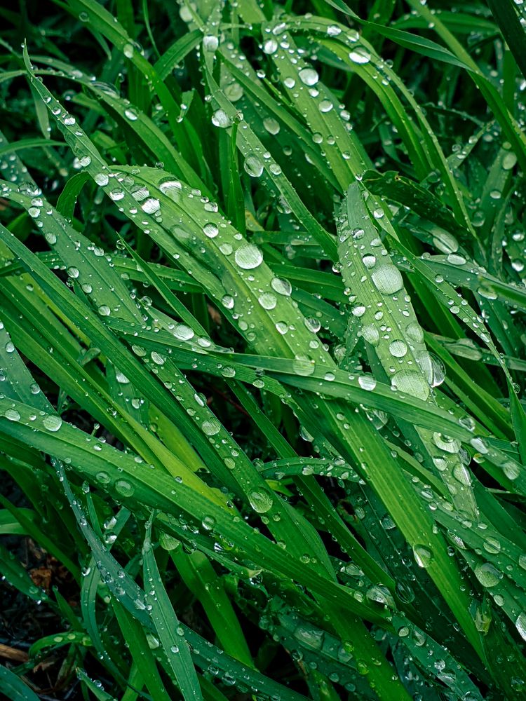 Green sea