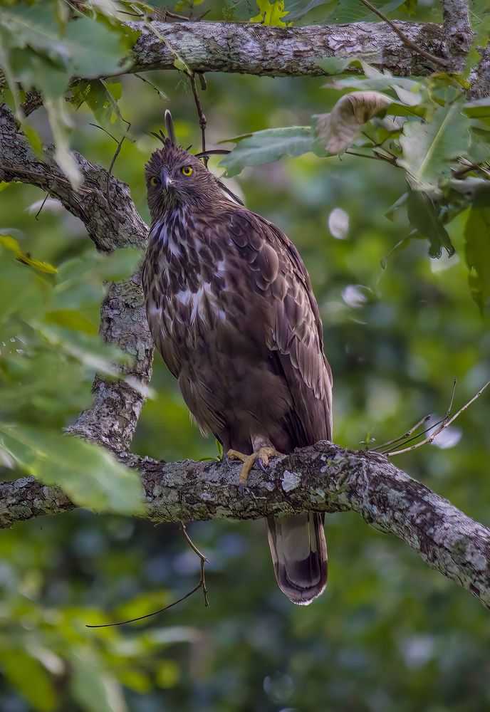 Photograph by praveesh pv