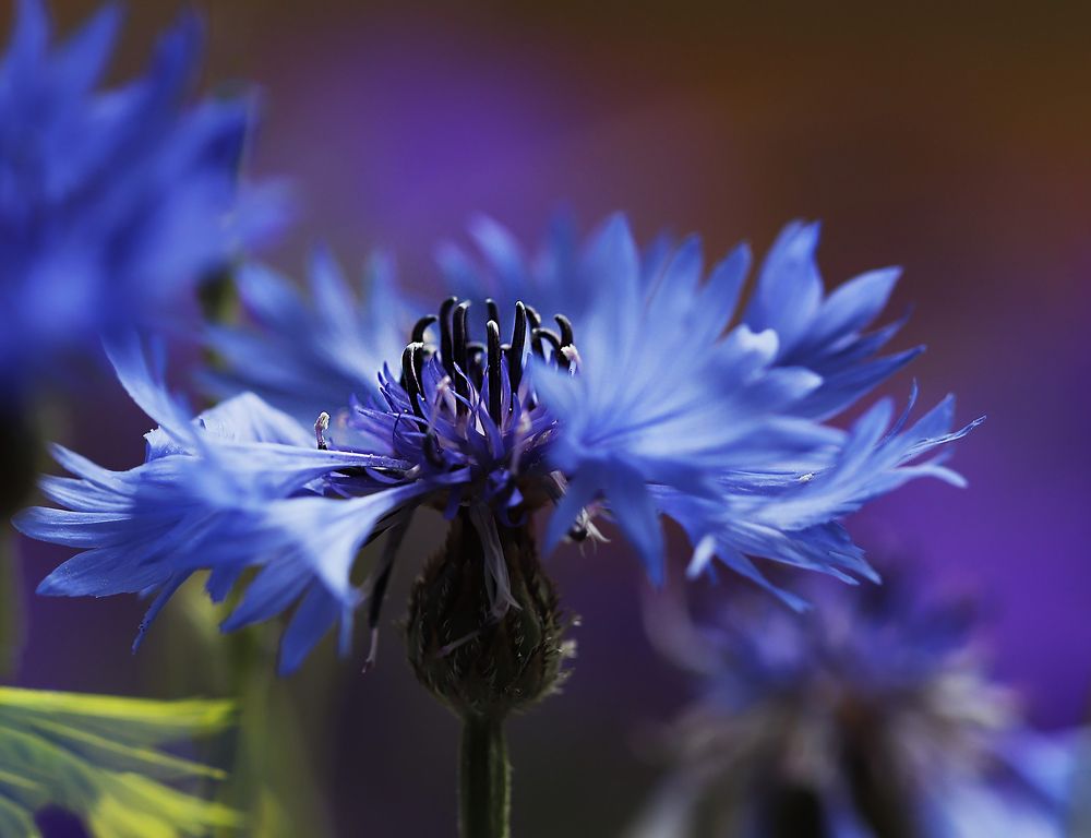 Photograph by ILONA KILA