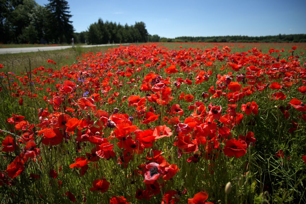 Photograph by ILONA KILA