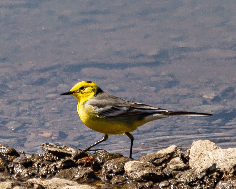 Желтоголовая трясогузка