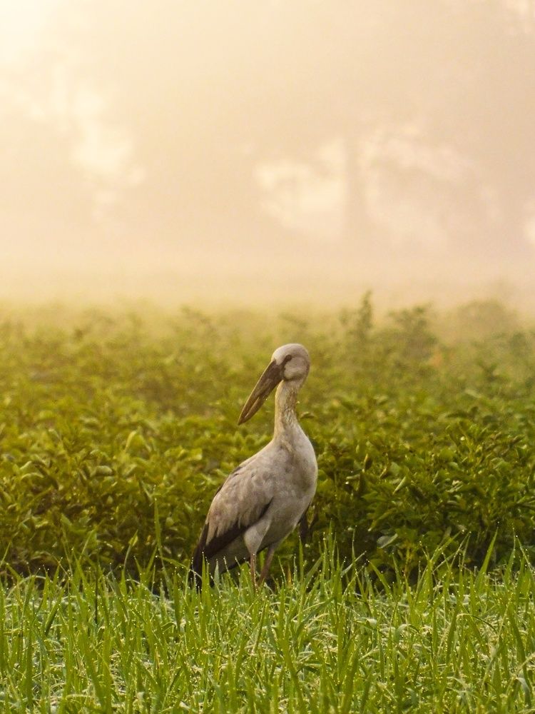 Photograph by Indrajit Ghosh