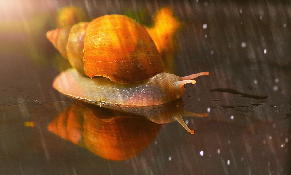 Photograph by Людмила ЧЕРНИКОВА