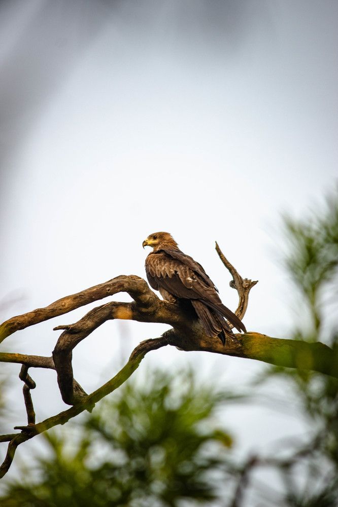 Photograph by Gurpreet Singh