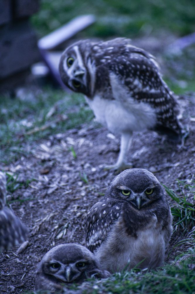 Фотография автора Liliana Cancino Abregu