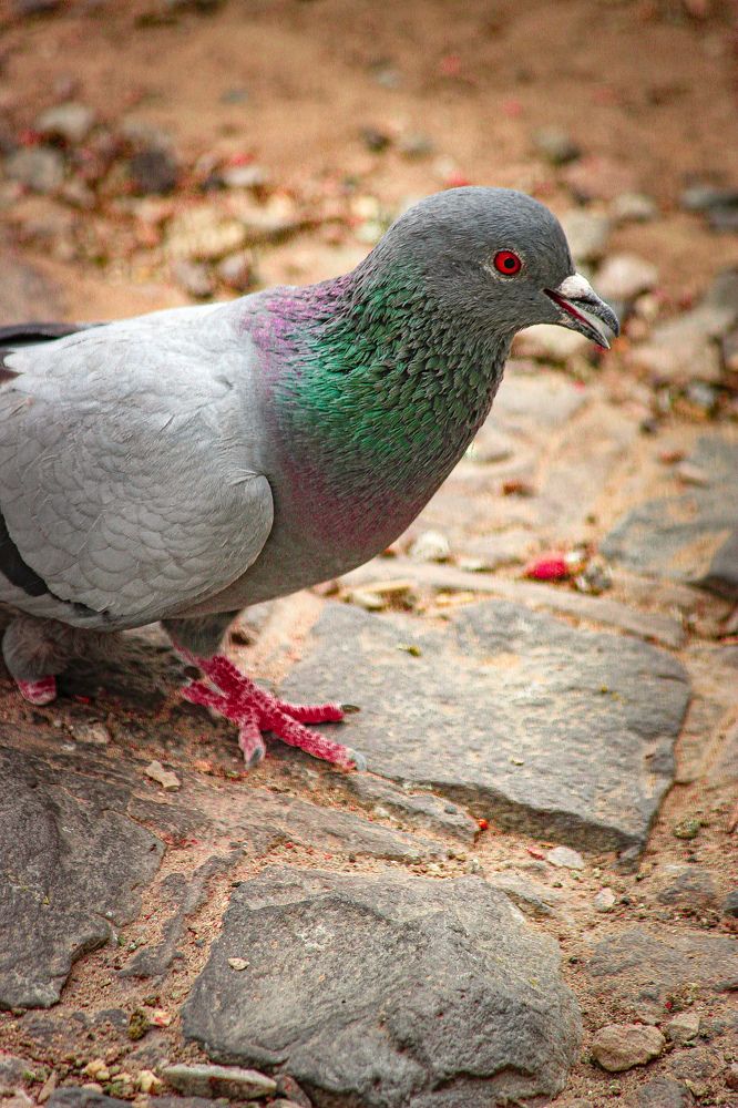 Photograph by Gurpreet Singh