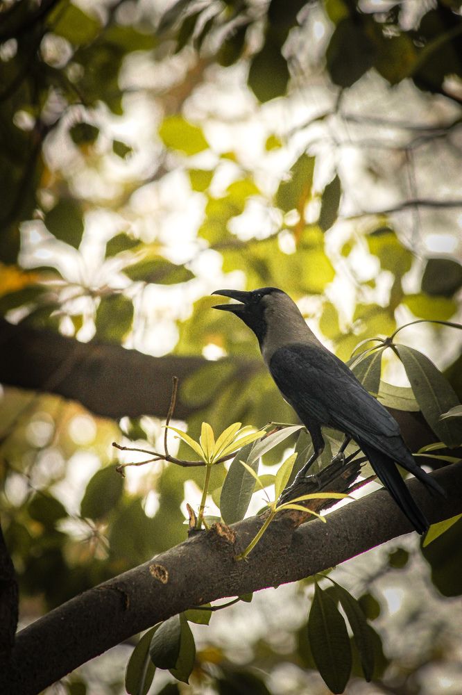 Photograph by Gurpreet Singh