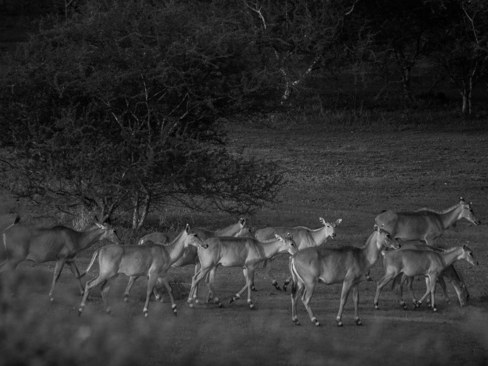 Large India antelope
