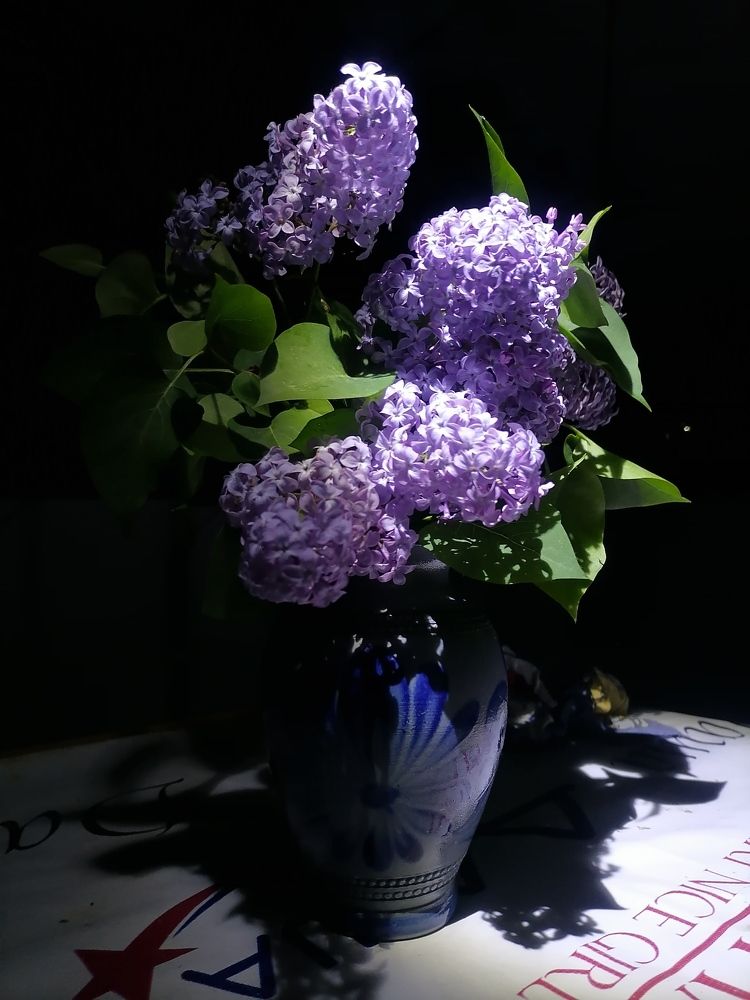 Ночь. Сирень.