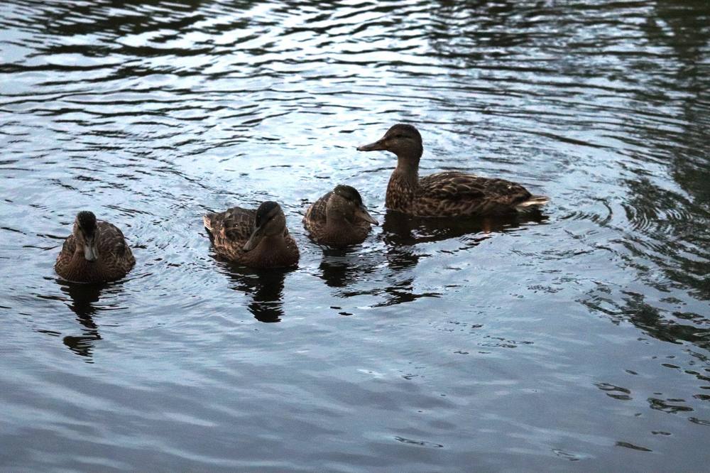 Photograph by Татьяна Котельникова