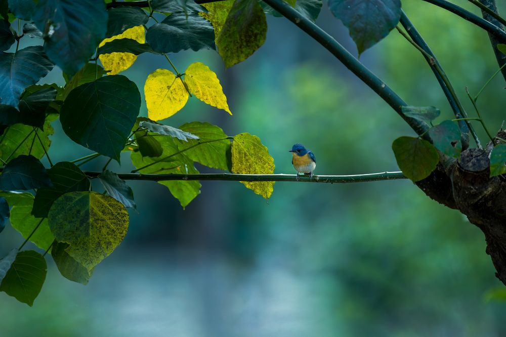 Фотография автора Naveen Kumar