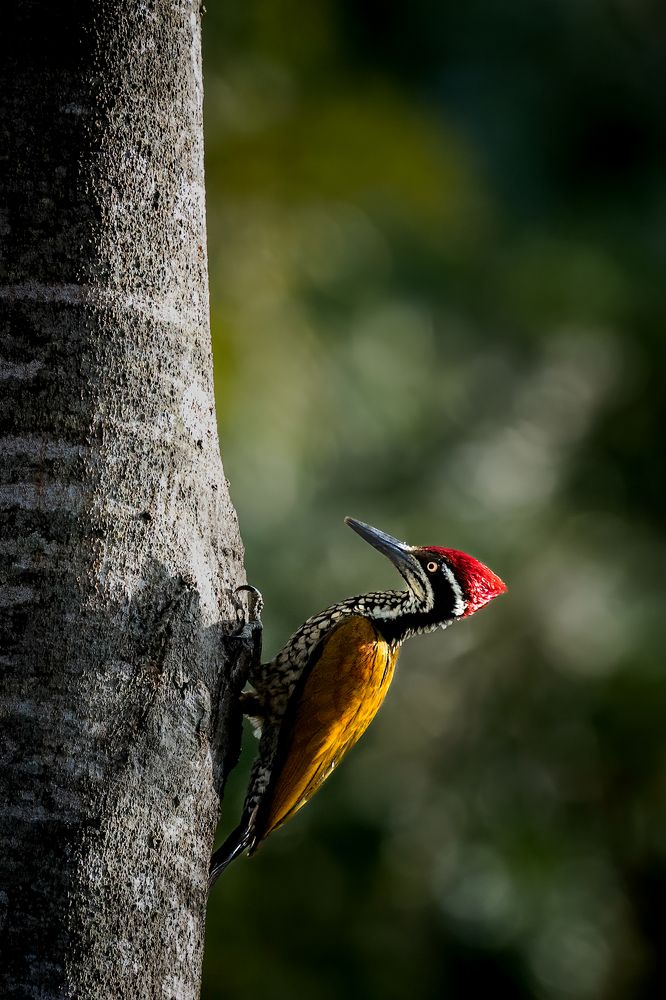 Фотография автора Naveen Kumar