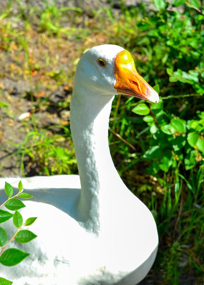 Photograph by Елена Заметалова