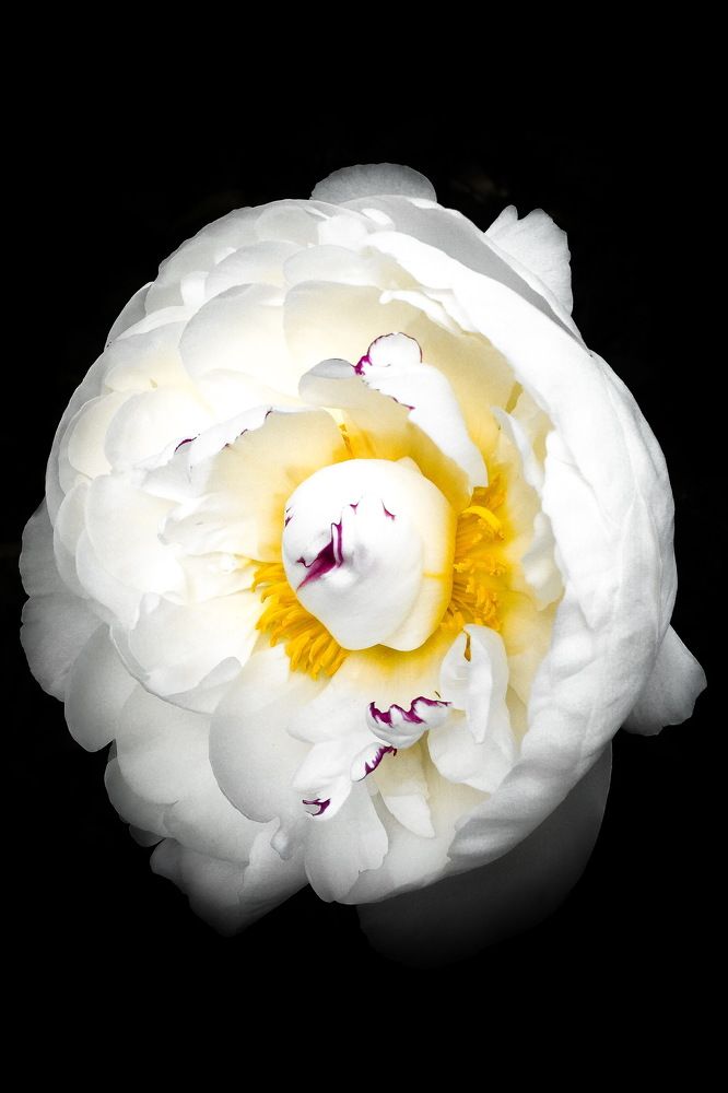 Фотография автора Елена Перцева