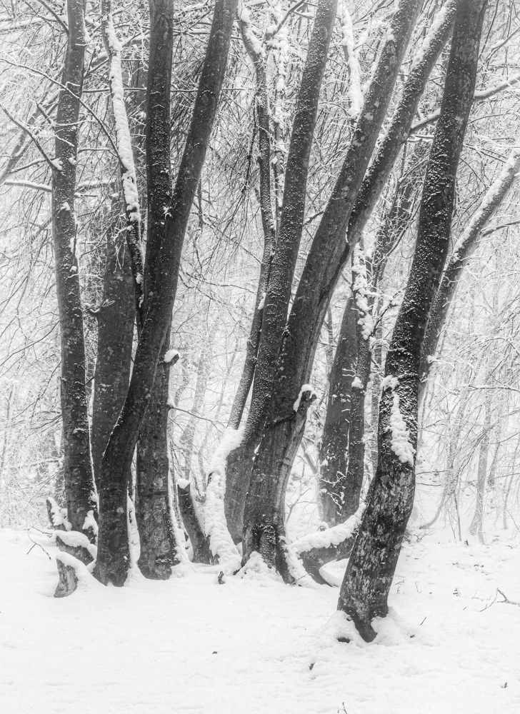 Photograph by Siavash Shomali