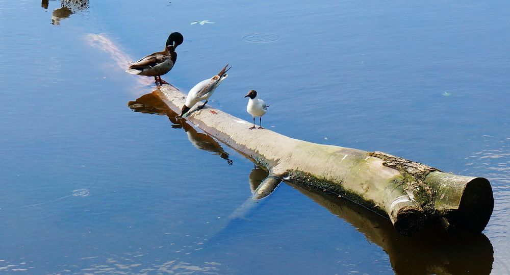 Photograph by Inna Oshe