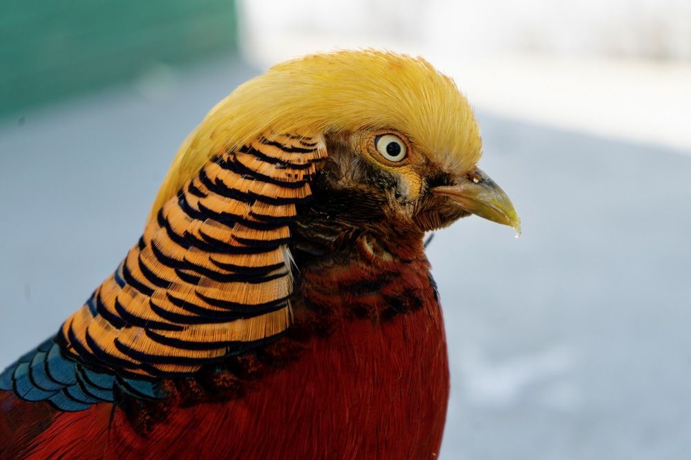 Золотой фазан